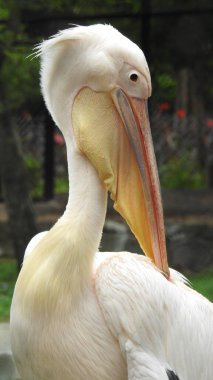 Tüylü bakım yapan büyük beyaz pelikan, Sandviç Limanı, Walvis Körfezi, Erongo Bölgesi, Namibya, Afrika. Beyaz Pelikan 'ın balık yediği sığ bir fotoğraf. Beyaz pelikan veya gül pelikan (Pelecanus onocrotalus) bulanık arkaplanda
