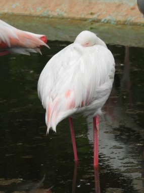 Büyük Flamingo, Phoenicopterus Roseus, El Rocio, Donana NP, İspanya. Gölde bir kuş sürüsü. Pembe büyük kuşlar Büyük Flamingolar, Phoenicopterus ruber, suda, Camargue, Fransa. Parlak kırmızı flamingo kuşu bahçede çarpıcı bir poz verdi.