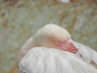 Büyük Flamingo, Phoenicopterus Roseus, El Rocio, Donana NP, İspanya. Gölde bir kuş sürüsü. Pembe büyük kuşlar Büyük Flamingolar, Phoenicopterus ruber, suda, Camargue, Fransa. Parlak kırmızı flamingo kuşu bahçede çarpıcı bir poz verdi.