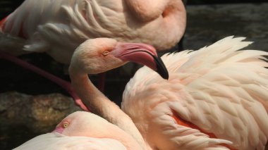 Siyah arka planda güzel bir flamingonun portresi. Pembe flamingolar harika bir günbatımında. Pembe büyük kuşlar Büyük Flamingolar, Phoenicopterus ruber, suda, Camargue, Fransa. Flamingolar tüyleri temizliyor. Doğadan vahşi yaşam sahnesi.