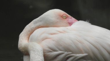 Siyah arka planda güzel bir flamingonun portresi. Pembe flamingolar harika bir günbatımında. Göç eden pembe flamingo kuşları güneşli bir günde yemyeşil tropikal ormanda yeşil göletin kayalık, düz sahillerine doğru yürüyorlar. Flamingo vahşi kuşu