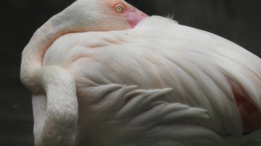 Siyah arka planda güzel bir flamingonun portresi. Pembe flamingolar harika bir günbatımında. Göç eden pembe flamingo kuşları güneşli bir günde yemyeşil tropikal ormanda yeşil göletin kayalık, düz sahillerine doğru yürüyorlar. Flamingo vahşi kuşu