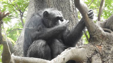 Ruanda 'da bir yağmur ormanında gümüş sırtlı bir dağ gorili. Goril yüzü, memeli hayvan gözleri, izole edilmiş siyah beyaz vahşi yaşam. Dağ gorili, Uganda 'daki Mgahinga Ulusal Parkı. Afrika 'daki vahşi, siyah gümüş sırtlı maymunun yakın plan fotoğrafı..