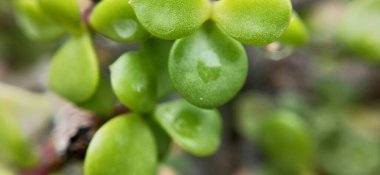 Sarı sülfür kozmosu manzara manzarasında çiçek tarlası. Sülfür evreni ve sarı evren. Baharda çiçek, bahçede yakın plan sarı çiçek ve bulanık arka plan. Anterleri kaplayan polenler. Yabani çiçek koleksiyonu, yonca ve kelebek çiçekleri 