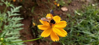 Bal arısı ve kozmo çiçeği, tarlada kozmo çiçeğinin üzerindeki küçük arı. Dağ, bahçedeki arka plan Cosmo çiçekleri ve sabahları güneş ışığıdır. Tonlu film renginde güzel bir kozmo çiçeği. Beyaz papatyalarda uğur böceği. Çiçekteki uğur böceği.