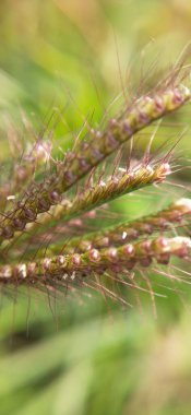 Bal arısı ve kozmo çiçeği, tarlada kozmo çiçeğinin üzerindeki küçük arı. Dağ, bahçedeki arka plan Cosmo çiçekleri ve sabahları güneş ışığıdır. Tonlu film renginde güzel bir kozmo çiçeği. Beyaz papatyalarda uğur böceği. Çiçekteki uğur böceği.