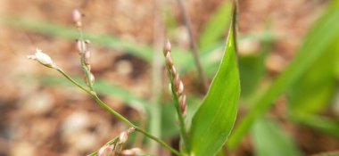 Yonca ve kelebeğin vahşi çiçekleri doğada bir çayırda yazın güneş ışığı altında bir makronun yakın çekiminde. Yumuşak odaklı, renkli, sanatsal bir resim. Manzaradaki sarı sülfür kozmosu çiçek tarlası. sülfür evreni