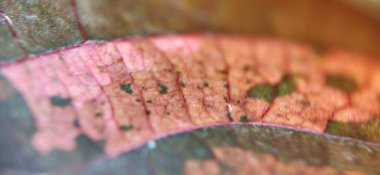 Siyah benekli tohumların detaylı görüntüsü için makro yakın çekim ile kalın sarı çiçek. Ormandaki sarı çiçeğin Macro yakın çekimi. Makro su damlacıkları ile yeşil ve kahverengi yaprak. Büyüyen tomurcukların makro yakın plan kırmızı uçlu siyah-jack çiçek tarlaları, uç uç çiçek