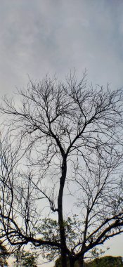 Siyah benekli tohumların detaylı görüntüsü için makro yakın çekim ile kalın sarı çiçek. Ormandaki sarı çiçeğin Macro yakın çekimi. Makro su damlacıkları ile yeşil ve kahverengi yaprak. Büyüyen tomurcukların makro yakın plan kırmızı uçlu siyah-jack çiçek tarlaları, uç uç çiçek