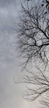 Siyah benekli tohumların detaylı görüntüsü için makro yakın çekim ile kalın sarı çiçek. Ormandaki sarı çiçeğin Macro yakın çekimi. Makro su damlacıkları ile yeşil ve kahverengi yaprak. Büyüyen tomurcukların makro yakın plan kırmızı uçlu siyah-jack çiçek tarlaları, uç uç çiçek