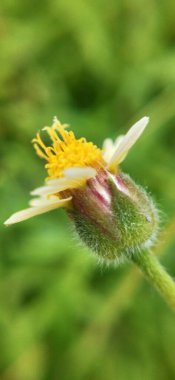 Dikenli yeşil çimlerin Macro yakın çekimi. Detaylı bir şekilde inanılmaz bir manzara, odaklanmış arka planı olmayan küçük yeşil dikenli Macro, yapraklı kırmızı yapraklı Makro yakın plan, yapraklı, yapraklı