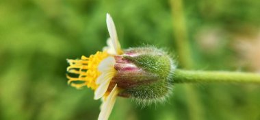 Dikenli yeşil çimlerin Macro yakın çekimi. Detaylı bir şekilde inanılmaz bir manzara, odaklanmış arka planı olmayan küçük yeşil dikenli Macro, yapraklı kırmızı yapraklı Makro yakın plan, yapraklı, yapraklı