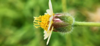 Dikenli yeşil çimlerin Macro yakın çekimi. Detaylı bir şekilde inanılmaz bir manzara, odaklanmış arka planı olmayan küçük yeşil dikenli Macro, yapraklı kırmızı yapraklı Makro yakın plan, yapraklı, yapraklı