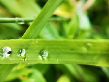 Yeşil yapraklar ve sarı çiçeğin Macro 'ya yakın plan görüntüleri. Ayrıntılı görüntüde küçük sarı bir çiçek. Makro manzaralı Vahşi Orman sarı çiçeği. Dikenli yeşil çimlerin Macro yakın çekimi. Detaylı bir şekilde inanılmaz bir manzara, Macro çok küçük.