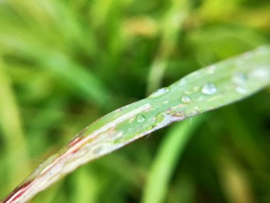 Makro su damlacıkları ile yeşil ve kahverengi yaprak, yağmurdan su damlayan küçük yeşil ağaç yaprakları. Yeşil yapraklar ve sarı çiçeğin Macro 'ya yakın plan görüntüleri. Ayrıntılı görüntüde küçük sarı bir çiçek. Makro manzaralı vahşi orman sarı çiçeği..