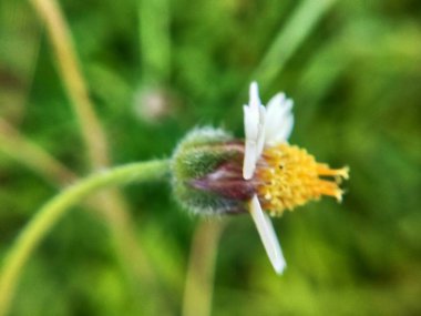 Makro su damlacıkları ile yeşil ve kahverengi yaprak, yağmurdan su damlayan küçük yeşil ağaç yaprakları. Yeşil yapraklar ve sarı çiçeğin Macro 'ya yakın plan görüntüleri. Ayrıntılı görüntüde küçük sarı bir çiçek. Makro manzaralı vahşi orman sarı çiçeği..