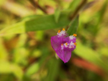 Yeşil yapraklar ve sarı çiçeğin Macro 'ya yakın plan görüntüleri. Ayrıntılı görüntüde küçük sarı bir çiçek. Makro manzaralı Vahşi Orman sarı çiçeği. Yaprağın etrafındaki kırmızı yapraklı makro yakın plan. Makro ve detaylı görünümlü yaprağın şaşırtıcı görünümü.  