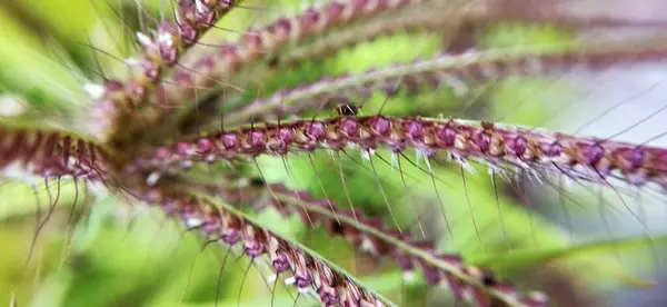 Yeşil yapraklar ve sarı çiçeğin Macro 'ya yakın plan görüntüleri. Ayrıntılı görüntüde küçük sarı bir çiçek. Makro manzaralı Vahşi Orman sarı çiçeği. Dikenli yeşil çimlerin Macro yakın çekimi. Detaylı bir şekilde inanılmaz bir manzara, Macro çok küçük.