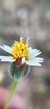 Brown Yetiştirme Süslü Ev Çimenleri 'nin Macro yakın çekimi. Kahverengi çimlerin odak noktası olmayan makro yakın çekimi. Bitki yetiştirme işi makro sarı çimenler. Juncus effusus yeşil çimen yapraklı küçük ağaçlarla yeşilde büyüyen doğa