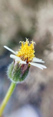 Brown Yetiştirme Süslü Ev Çimenleri 'nin Macro yakın çekimi. Kahverengi çimlerin odak noktası olmayan makro yakın çekimi. Bitki yetiştirme işi makro sarı çimenler. Juncus effusus yeşil çimen yapraklı küçük ağaçlarla yeşilde büyüyen doğa
