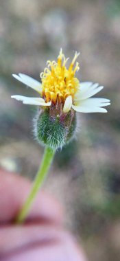 Brown Yetiştirme Süslü Ev Çimenleri 'nin Macro yakın çekimi. Kahverengi çimlerin odak noktası olmayan makro yakın çekimi. Bitki yetiştirme işi makro sarı çimenler. Juncus effusus yeşil çimen yapraklı küçük ağaçlarla yeşilde büyüyen doğa