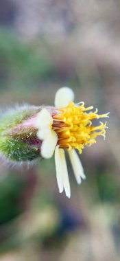 Brown Yetiştirme Süslü Ev Çimenleri 'nin Macro yakın çekimi. Kahverengi çimlerin odak noktası olmayan makro yakın çekimi. Bitki yetiştirme işi makro sarı çimenler. Juncus effusus yeşil çimen yapraklı küçük ağaçlarla yeşilde büyüyen doğa