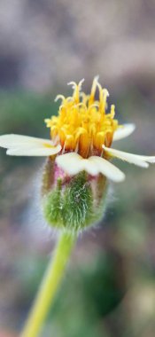 Brown Yetiştirme Süslü Ev Çimenleri 'nin Macro yakın çekimi. Kahverengi çimlerin odak noktası olmayan makro yakın çekimi. Bitki yetiştirme işi makro sarı çimenler. Juncus effusus yeşil çimen yapraklı küçük ağaçlarla yeşilde büyüyen doğa