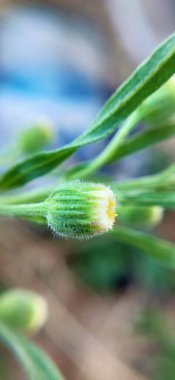 Brown Yetiştirme Süslü Ev Çimenleri 'nin Macro yakın çekimi. Kahverengi çimlerin odak noktası olmayan makro yakın çekimi. Bitki yetiştirme işi makro sarı çimenler. Juncus effusus yeşil çimen yapraklı küçük ağaçlarla yeşilde büyüyen doğa