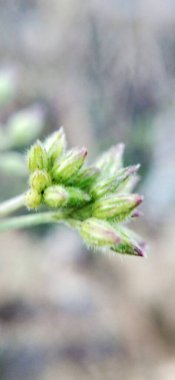 Brown Yetiştirme Süslü Ev Çimenleri 'nin Macro yakın çekimi. Kahverengi çimlerin odak noktası olmayan makro yakın çekimi. Bitki yetiştirme işi makro sarı çimenler. Juncus effusus yeşil çimen yapraklı küçük ağaçlarla yeşilde büyüyen doğa