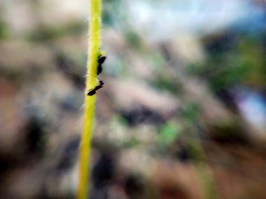 Dikenli yeşil çimlerin Macro yakın çekimi. Detaylı bir şekilde inanılmaz bir manzara, odaklanmış arka planı olmayan küçük yeşil dikenli Macro yakın plan, yapraklar şeklinde tam yeşil doku. Makro, küçük gövdesiyle kuru otların yakın plan çekimi.. 