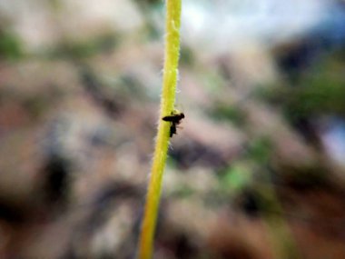 Dikenli yeşil çimlerin Macro yakın çekimi. Detaylı bir şekilde inanılmaz bir manzara, odaklanmış arka planı olmayan küçük yeşil dikenli Macro yakın plan, yapraklar şeklinde tam yeşil doku. Makro, küçük gövdesiyle kuru otların yakın plan çekimi.. 