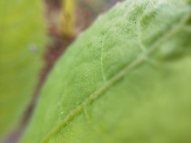 Dikenli yeşil çimlerin Macro yakın çekimi. Detaylı bir şekilde inanılmaz bir manzara, odaklanmış arka planı olmayan küçük yeşil dikenli Macro yakın plan, yapraklar şeklinde tam yeşil doku. Makro, küçük gövdesiyle kuru otların yakın plan çekimi.. 