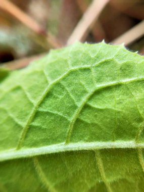 Dikenli yeşil çimlerin Macro yakın çekimi. Detaylı bir şekilde inanılmaz bir manzara, odaklanmış arka planı olmayan küçük yeşil dikenli Macro yakın plan, yapraklar şeklinde tam yeşil doku. Makro, küçük gövdesiyle kuru otların yakın plan çekimi.. 