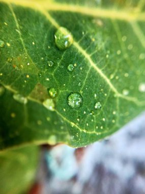 Dikenli yeşil çimlerin Macro yakın çekimi. Detaylı bir şekilde inanılmaz bir manzara, odaklanmış arka planı olmayan küçük yeşil dikenli Macro yakın plan, yapraklar şeklinde tam yeşil doku. Makro, küçük gövdesiyle kuru otların yakın plan çekimi.. 