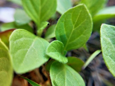 Dikenli yeşil çimlerin Macro yakın çekimi. Detaylı bir şekilde inanılmaz bir manzara, odaklanmış arka planı olmayan küçük yeşil dikenli Macro yakın plan, yapraklar şeklinde tam yeşil doku. Makro, küçük gövdesiyle kuru otların yakın plan çekimi.. 