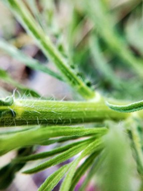 Dikenli yeşil çimlerin Macro yakın çekimi. Detaylı bir şekilde inanılmaz bir manzara, odaklanmış arka planı olmayan küçük yeşil dikenli Macro yakın plan, yapraklar şeklinde tam yeşil doku. Makro, küçük gövdesiyle kuru otların yakın plan çekimi.. 