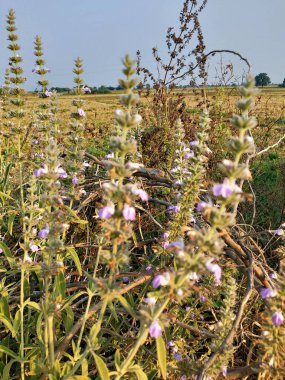 Güzel bir günbatımında tek bir çimen ucu. Deniz çimleri ve ağaç dalları üzerinde rüzgarda sallanan manzara günbatımı, şafak. Çimen çiçekleri ve akşamları gün batımı. Yapraklar karşı tarafta. Günbatımı, mısır tüyleri, manzara. Güzel yaz.