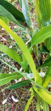 Yeşil taze çimenler doğal olarak izole edilmiş beyaz arka planda. Ormanda uzun otlar ve kır çiçekleri olan bir çayır. Doğal arkaplan için yeşil yaprak dokusu. Tarım: Büyüyen buğday tarlasına yakın. Yeşil Yapraklar arka plan Kapalı yeşil yapraklar