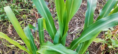 Yeşil taze çimenler doğal olarak izole edilmiş beyaz arka planda. Ormanda uzun otlar ve kır çiçekleri olan bir çayır. Doğal arkaplan için yeşil yaprak dokusu. Tarım: Büyüyen buğday tarlasına yakın. Yeşil Yapraklar arka plan Kapalı yeşil yapraklar