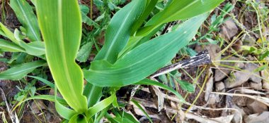 Yeşil taze çimenler doğal olarak izole edilmiş beyaz arka planda. Ormanda uzun otlar ve kır çiçekleri olan bir çayır. Doğal arkaplan için yeşil yaprak dokusu. Tarım: Büyüyen buğday tarlasına yakın. Yeşil Yapraklar arka plan Kapalı yeşil yapraklar