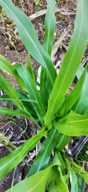 Yeşil taze çimenler doğal olarak izole edilmiş beyaz arka planda. Ormanda uzun otlar ve kır çiçekleri olan bir çayır. Doğal arkaplan için yeşil yaprak dokusu. Tarım: Büyüyen buğday tarlasına yakın. Yeşil Yapraklar arka plan Kapalı yeşil yapraklar