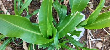 Yeşil taze çimenler doğal olarak izole edilmiş beyaz arka planda. Ormanda uzun otlar ve kır çiçekleri olan bir çayır. Doğal arkaplan için yeşil yaprak dokusu. Tarım: Büyüyen buğday tarlasına yakın. Yeşil Yapraklar arka plan Kapalı yeşil yapraklar