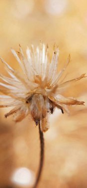 Makro, küçük gövdesiyle kuru otlara yakın çekim yapıyor. Ayrıntılı görüntüde, küçük, kuru çimlerin yakın çekimi. Detaylı görüntüde kuru çim ucu yakın çekim. Botanik bahçesinde mor çiçekler. Yumuşak odaklı ot çiçeği ve eski tarz arka planla bulanıklaştırılmış