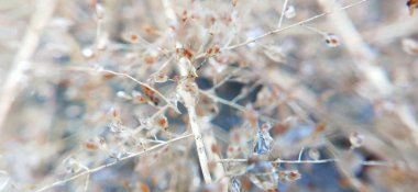 Makro, küçük gövdesiyle kuru otlara yakın çekim yapıyor. Ayrıntılı görüntüde, küçük, kuru çimlerin yakın çekimi. Detaylı görüntüde kuru çim ucu yakın çekim. Botanik bahçesinde mor çiçekler. Yumuşak odaklı ot çiçeği ve eski tarz arka planla bulanıklaştırılmış