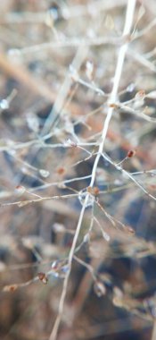 Makro, küçük gövdesiyle kuru otlara yakın çekim yapıyor. Ayrıntılı görüntüde, küçük, kuru çimlerin yakın çekimi. Detaylı görüntüde kuru çim ucu yakın çekim. Botanik bahçesinde mor çiçekler. Yumuşak odaklı ot çiçeği ve eski tarz arka planla bulanıklaştırılmış