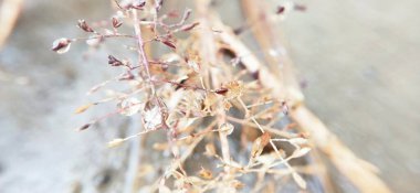 Makro, küçük gövdesiyle kuru otlara yakın çekim yapıyor. Ayrıntılı görüntüde, küçük, kuru çimlerin yakın çekimi. Detaylı görüntüde kuru çim ucu yakın çekim. Botanik bahçesinde mor çiçekler. Yumuşak odaklı ot çiçeği ve eski tarz arka planla bulanıklaştırılmış