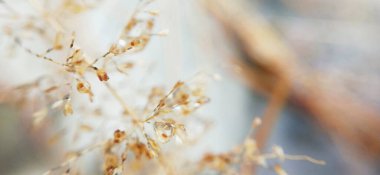 Bulutlu gökyüzünün altında, tepede büyüyen kuru çimen yığınları. Kurumuş çimenler beyaz arka planda izole edilmiş. Kuru çim tarlası. Beyaz arka planda saman çatısı yalıtılmış. Kırpma yolu ile Kuru çimen, aşırı büyümüş toprak, kıştan sonra hasat olmadan. 