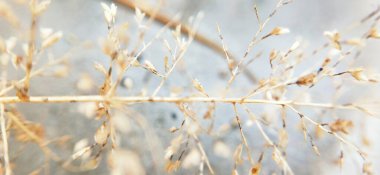 Bulutlu gökyüzünün altında, tepede büyüyen kuru çimen yığınları. Kurumuş çimenler beyaz arka planda izole edilmiş. Kuru çim tarlası. Beyaz arka planda saman çatısı yalıtılmış. Kırpma yolu ile Kuru çimen, aşırı büyümüş toprak, kıştan sonra hasat olmadan. 