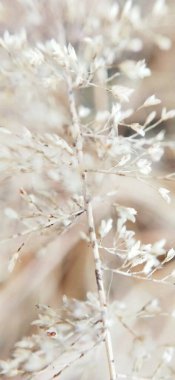 Bulutlu gökyüzünün altında, tepede büyüyen kuru çimen yığınları. Kurumuş çimenler beyaz arka planda izole edilmiş. Kuru çim tarlası. Beyaz arka planda saman çatısı yalıtılmış. Kırpma yolu ile Kuru çimen, aşırı büyümüş toprak, kıştan sonra hasat olmadan. 