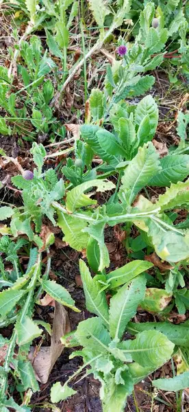 Yeşil taze çimenler doğal olarak izole edilmiş beyaz arka planda. Ormanda uzun otlar ve kır çiçekleri olan bir çayır. Doğal arkaplan için yeşil yaprak dokusu. Tarım: Büyüyen buğday tarlasına yakın. Yeşil Yapraklar arka plan Kapalı yeşil yapraklar